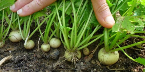 Sklizeň ředkvičky pro skladování v roce 2021